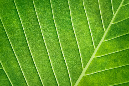 macro photography of a green leaf with large veins - Powered by Adobe