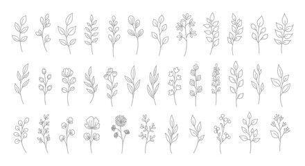 Botanical Designs, Nature Setting, Graphics Collection, Artistic Elements, Hand-drawn Style