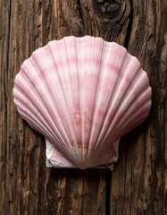 Pink scallop shell rests on dark wood