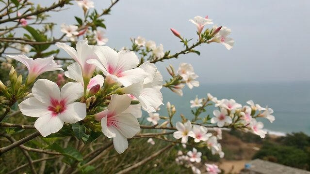 Delicate White and Pink Bakul Flowers Blooming Near Ocean Coastline white flowers pink flowers