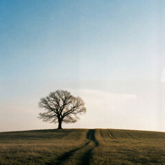 Lone Tree on a Golden Hill at Dusk
