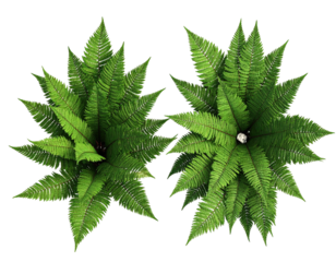 Two lush green plants with detailed fronds, viewed from directly above