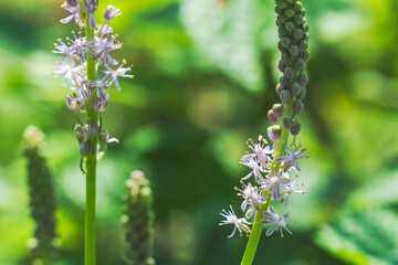 秋の山　ツルボの薄紫の花01