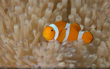 ocellaris clownfish (Amphiprion ocellaris)