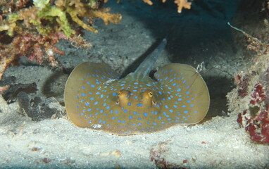 bluespotted ribbontail ray (Taeniura lymma)