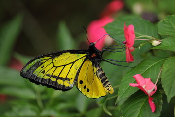 male Ornithoptera goliath