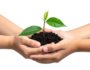 Two hands cradle a small plant growing from soil, black background