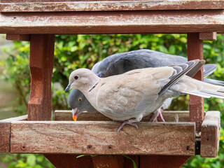 Wood Pigeon Eating Seeds on Wooden Bird Feeder. Feeder Is In A Garden.