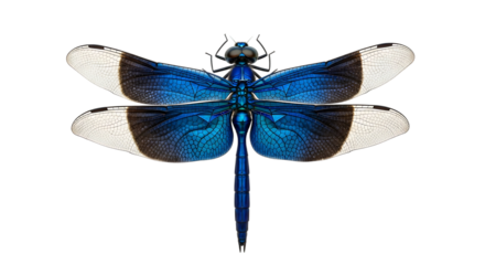 Blue Dragonfly with cutout png White Wing Tips isolated on a transparent background