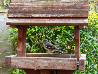 Chaffinch Eating Seeds on Wooden Bird Feeder. Feeder Is In A Garden.
