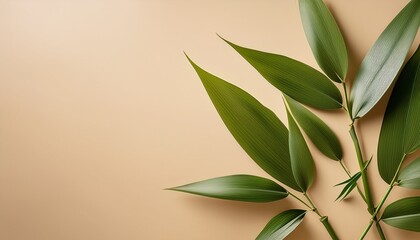 Bamboo Shoot Green Leaf Cream Background Minimal Style Natural Fresh Peaceful