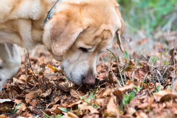 Perro olfateando entre las hojas del otoño