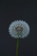 Obraz premium Soft dandelion seed head in full fluff against a dark background — delicate, dreamy close-up perfect for nature, mindfulness, or gentle, poetic design themes.