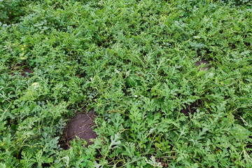 Planting of blooming watermelon with young unripe fruits on field