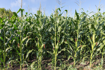 Ripening corn on the field edge in sunny day