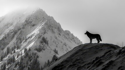 Lone wolf standing on a snowy mountain peak