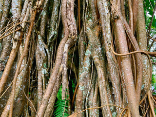 Intricate tree roots and textured bark create a stunning natural backdrop for design projects, evoking a sense of age and wonder