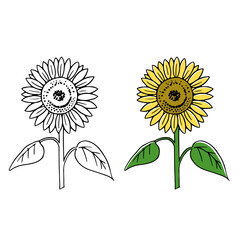 Fototapeta premium ひまわり切り花イラスト