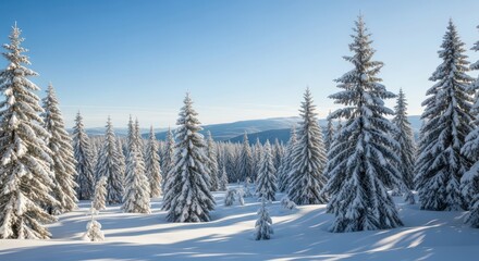 Fototapeta premium Snowy evergreen forest under a clear blue sky