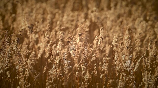 Reed waving in the wind during a beatiful winter day with snow and ice on the ground in nature.