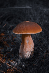 Moody Macro Shot of White Mushroom