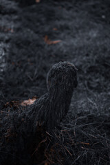 Moss-Covered Tree Stump in Moody Forest