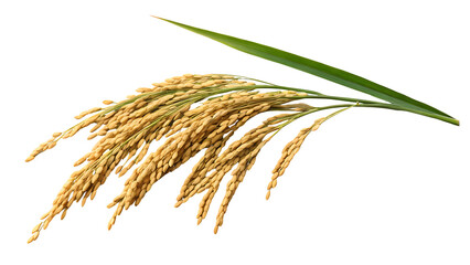 Golden rice paddy stalks isolated on black background with a vibrant green leaf agriculture concept
