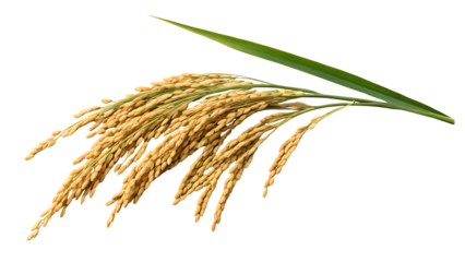 Golden rice paddy stalks isolated on black background with a vibrant green leaf agriculture concept