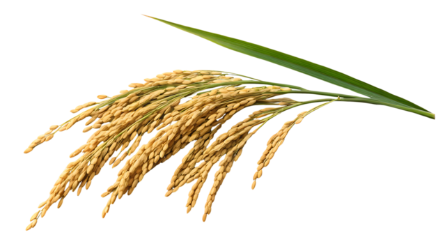 Golden rice paddy stalks isolated on black background with a vibrant green leaf agriculture concept