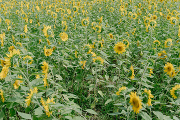 field of yellow flowers