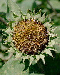 sunflower seed head