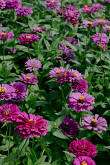 pink flowers in the garden