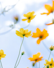 yellow flowers on blue sky background