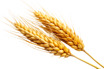 Golden Wheat Ears Against Black Backdrop Symbolizing Agriculture Harvest and Abundance for Food Security