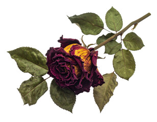 A single, dried rose with fading petals and withered leaves against black