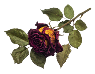 A single, dried rose with fading petals and withered leaves against black