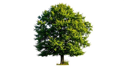 Single green tree against white background