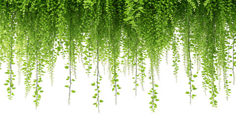 Green Hanging Vines Curtain with Fresh Leaves Isolated on Black Backdrop for Natural Decoration and Design