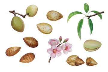 Watercolor almond nut. Almond leaves, almond blossoms. For your design