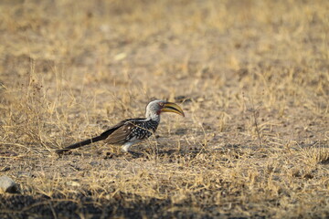 Close-up of a yellow-billed hornbill with striking beak and patterned feathers.