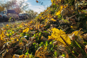 foglie gialle cadute da un albero, in autunno, di giorno, cadute su un terreno naturale, tra l'erba