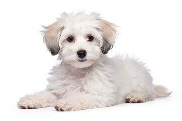 Obraz premium Puppy mammal animal white.