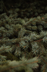 spruce tree branches close up © Дарья Залога