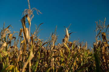 vista dettagliata in primo piano di piante mature e secche di mais in un campo in campagna, di giorno, in autunno