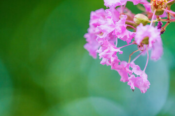 秋の花　サルスベリのピンクの色の花01