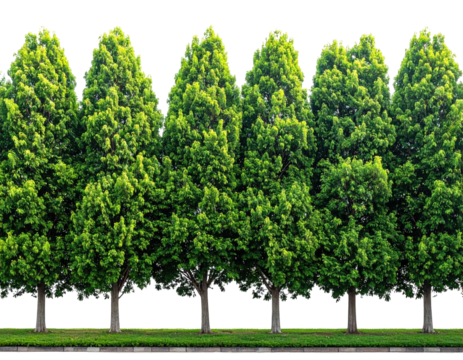 Lush green trees in a row, standing tall against a black background