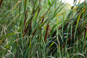 canneti di palude, di giorno, in un ambiente naturale di campagna