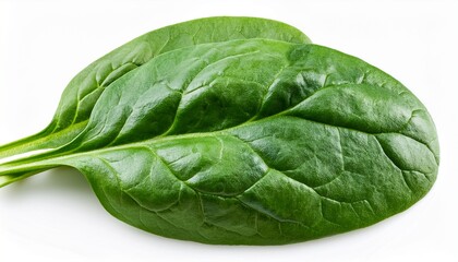 Spinach Leaves Isolated On White