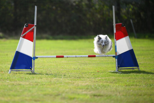 shelty running an agility course