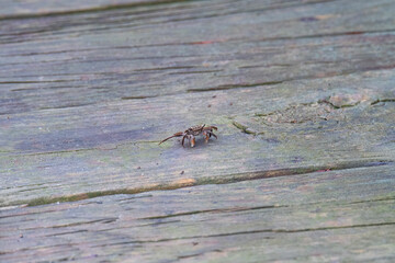 Juvenile Brown Crab on a Boardwalk